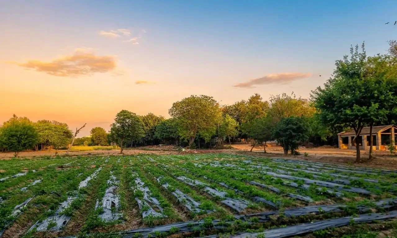 Organic Farms Hero