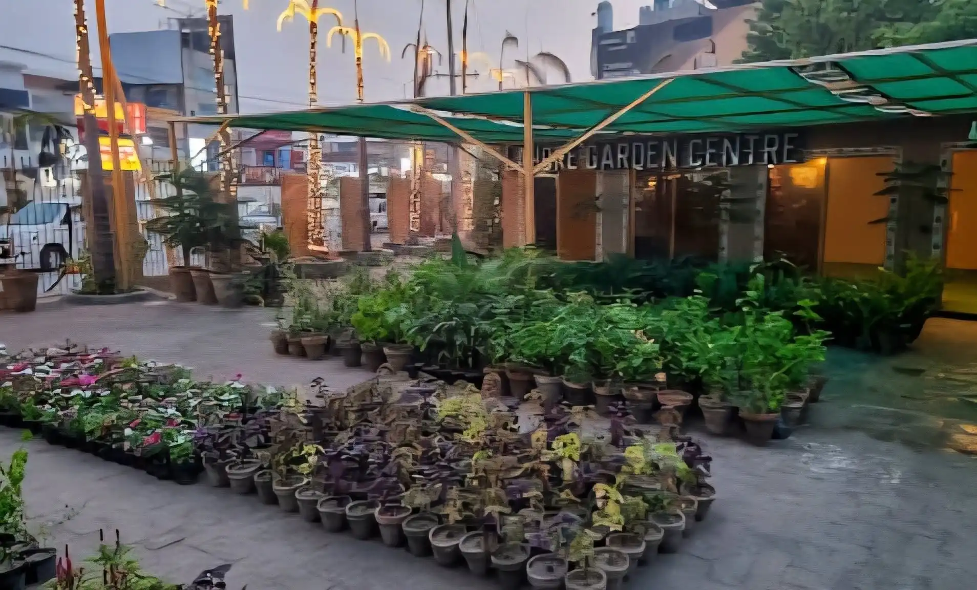Flowering plants