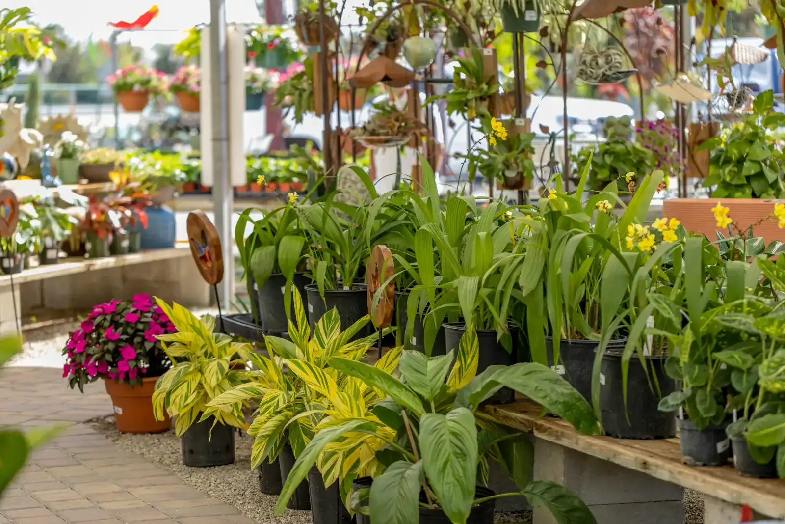Nursery rows of plants